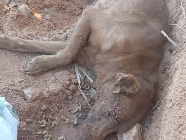   Vítima de maus-tratos, cão é encontrado agonizando na Waldomiro Bertassi